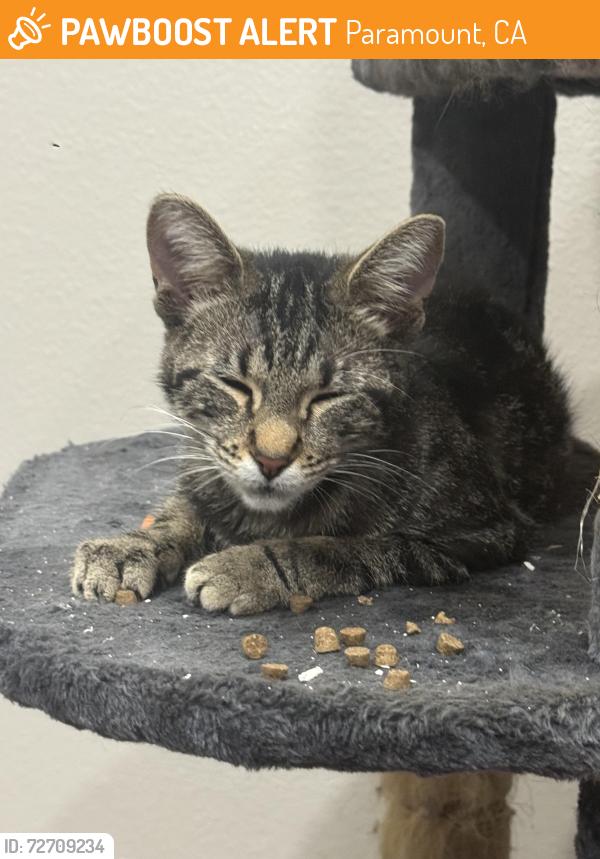 Found/Stray Unknown Cat last seen Alondra/Monroe, Paramount, CA 90723