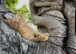 Lost Male Cat last seen Dixie and 6th Ave , Lake Worth Beach, FL 33460