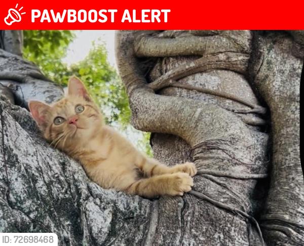 Lost Male Cat last seen Dixie and 6th Ave , Lake Worth Beach, FL 33460
