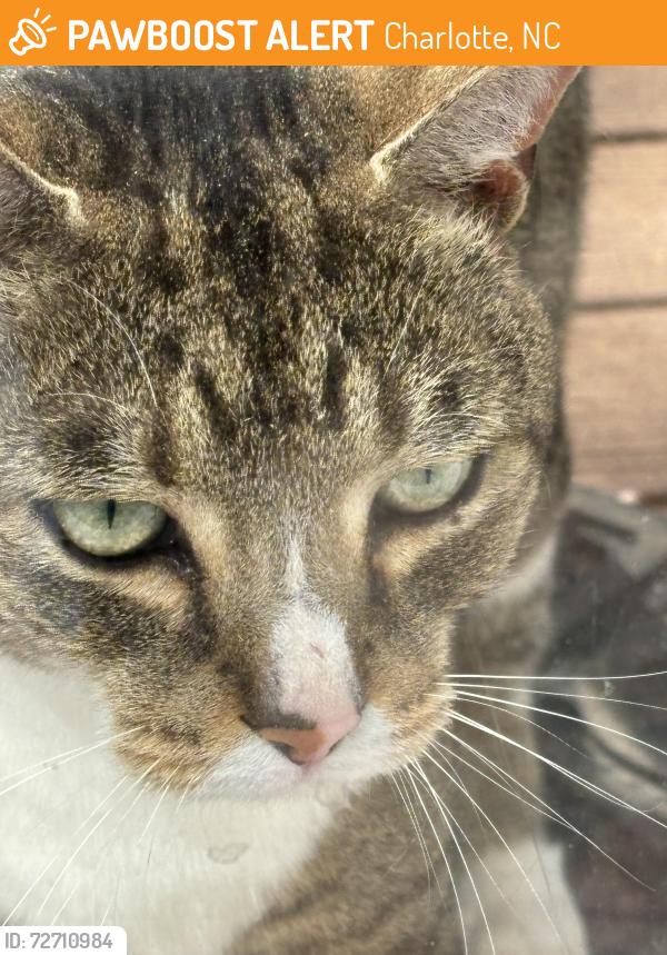 Found/Stray Unknown Cat last seen Sunnyside Avenue, Charlotte, NC 28204