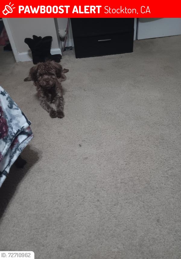 Lost Male Dog last seen Monroe Street Stockton , Stockton, CA 95203