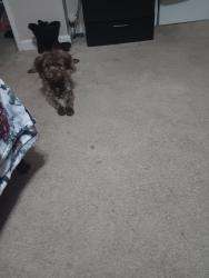 Lost Male Dog last seen Monroe Street Stockton , Stockton, CA 95203