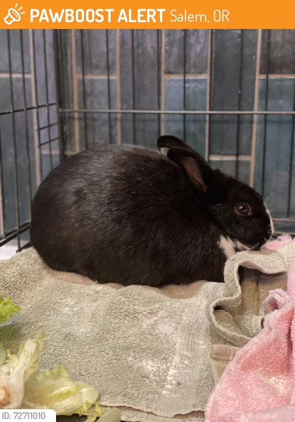 Found/Stray Unknown Rabbit last seen McKinley elementary school, Salem, OR 97302