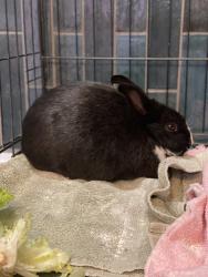 Found/Stray Unknown Rabbit last seen McKinley elementary school, Salem, OR 97302