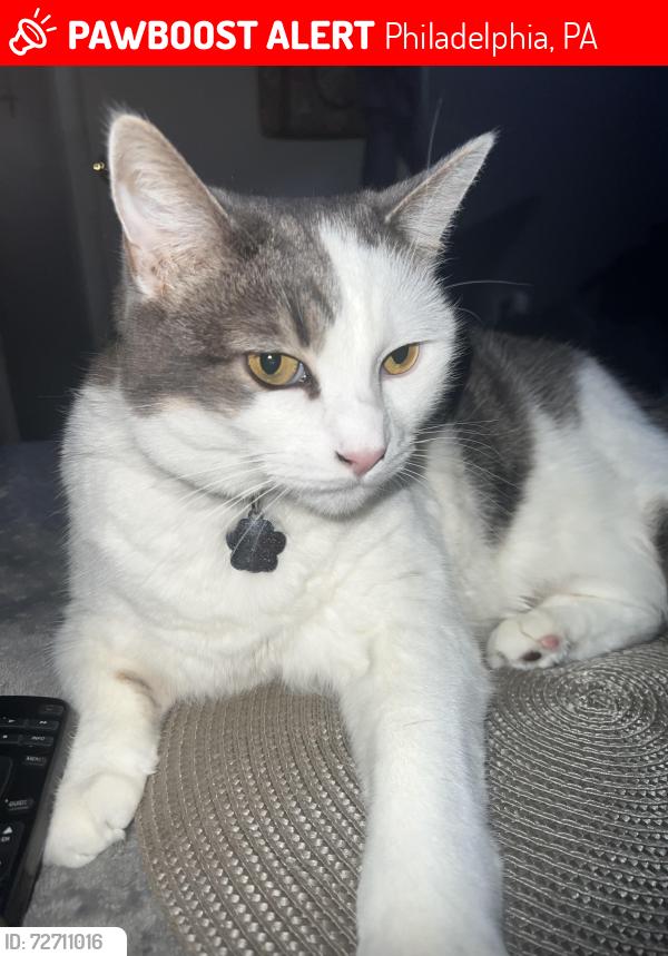 Lost Female Cat last seen Near tree street , Philadelphia, PA 19148