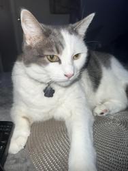 Lost Female Cat last seen Near tree street , Philadelphia, PA 19148