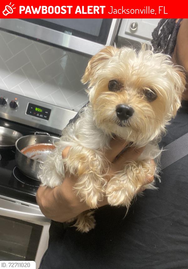 Lost Male Dog last seen Dog Park, Jacksonville, FL 32277