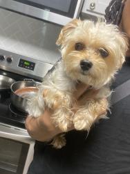 Lost Male Dog last seen Dog Park, Jacksonville, FL 32277