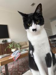 Lost Male Cat last seen Meadowcroft & Dunvale s, Houston, TX 77063