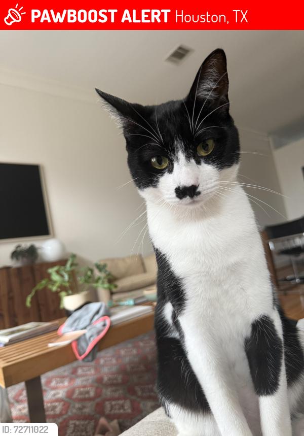 Lost Male Cat last seen Meadowcroft & Dunvale s, Houston, TX 77063