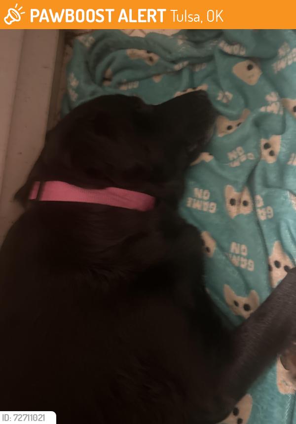 Found/Stray Female Dog last seen S 33rd W Ave, W 53rd St Tulsa, Ok, Tulsa, OK 74127