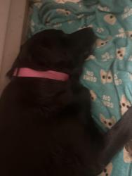 Found/Stray Female Dog last seen S 33rd W Ave, W 53rd St Tulsa, Ok, Tulsa, OK 74127