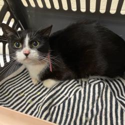 Shelter Stray Female Cat last seen , Memphis, TN 38133