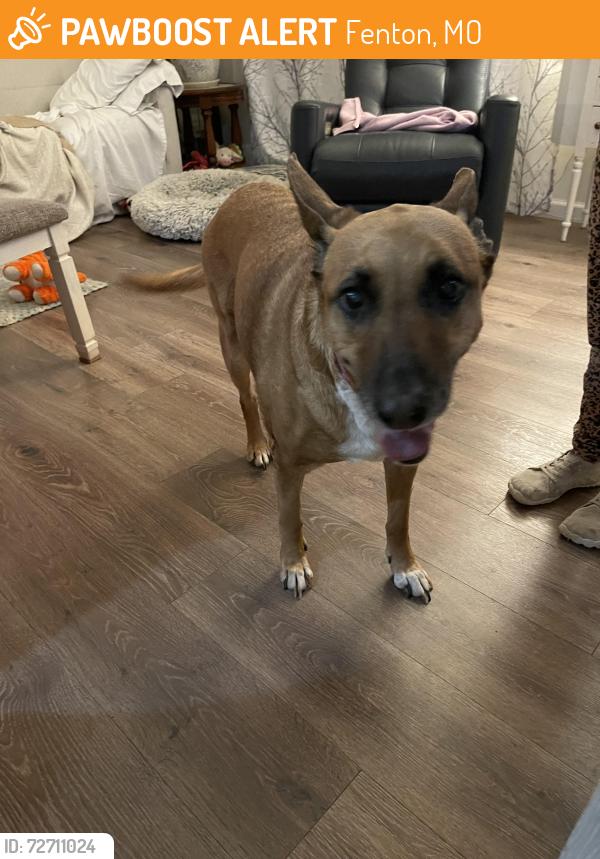 Found/Stray Female Dog last seen St clare hosp, Fenton, MO 63026