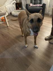 Found/Stray Female Dog last seen St clare hosp, Fenton, MO 63026
