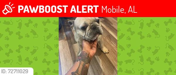 Lost Male Dog last seen Skyline area demetropolis , Mobile, AL 36693