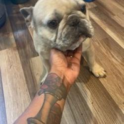 Lost Male Dog last seen Skyline area demetropolis , Mobile, AL 36693