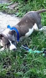 Lost Male Dog last seen Bryden Rd and Nelson Rd, Columbus, OH 43205