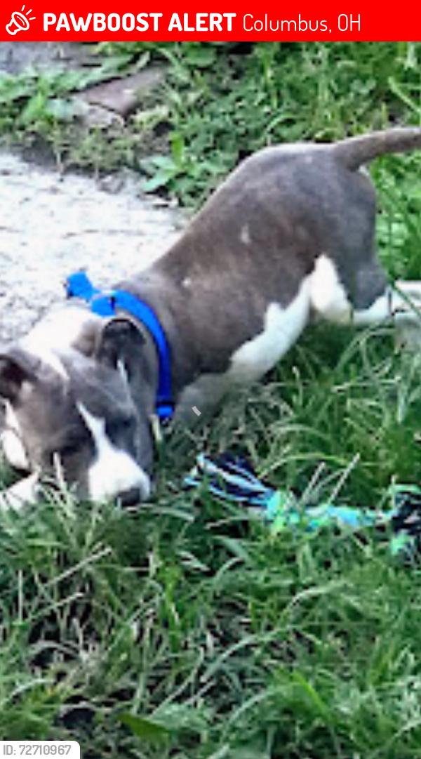 Lost Male Dog last seen Bryden Rd and Nelson Rd, Columbus, OH 43205