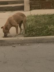 Found/Stray Unknown Dog last seen 13th and Guthrie Street Tulsa 74119., Tulsa, OK 74127