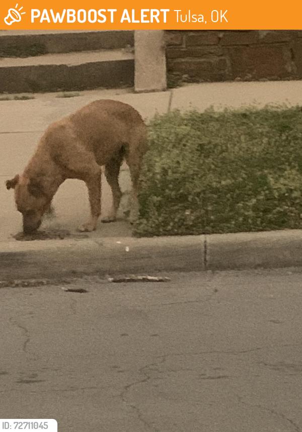 Found/Stray Unknown Dog last seen 13th and Guthrie Street Tulsa 74119., Tulsa, OK 74127