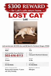 Lost Male Cat last seen Stark , Portland, OR 97236