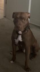 Lost Male Dog last seen Near lexington , Maywood, IL 60153