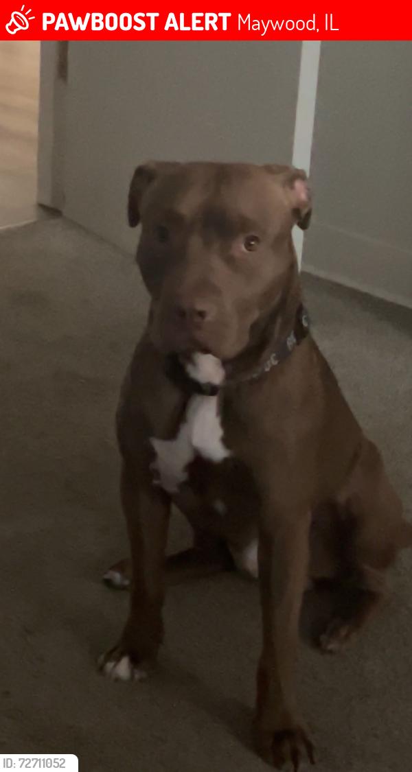 Lost Male Dog last seen Near lexington , Maywood, IL 60153