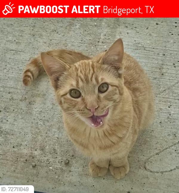 Lost Male Cat last seen Crows Point at Lake Bridgeport , Bridgeport, TX 76426
