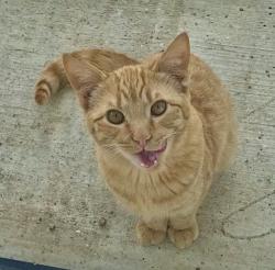 Lost Male Cat last seen Crows Point at Lake Bridgeport , Bridgeport, TX 76426