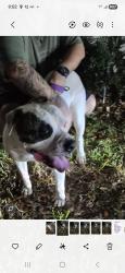 Found/Stray Unknown Dog last seen Near nw 79th ave, Tamarac, FL 33321