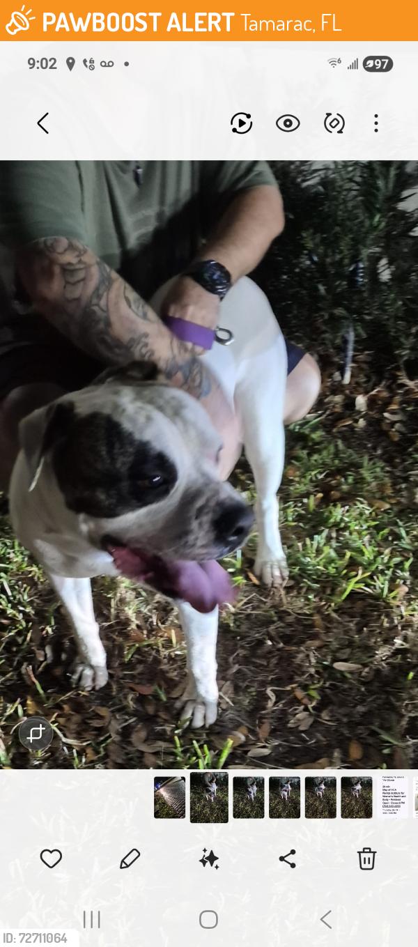 Found/Stray Unknown Dog last seen Near nw 79th ave, Tamarac, FL 33321