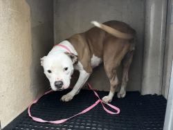 Shelter Stray Female Dog last seen SIEGEL SOCCER, Murfreesboro, TN 37129
