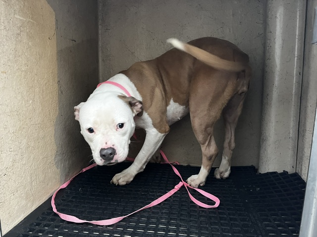 Shelter Stray Female Dog last seen SIEGEL SOCCER, Murfreesboro, TN 37129