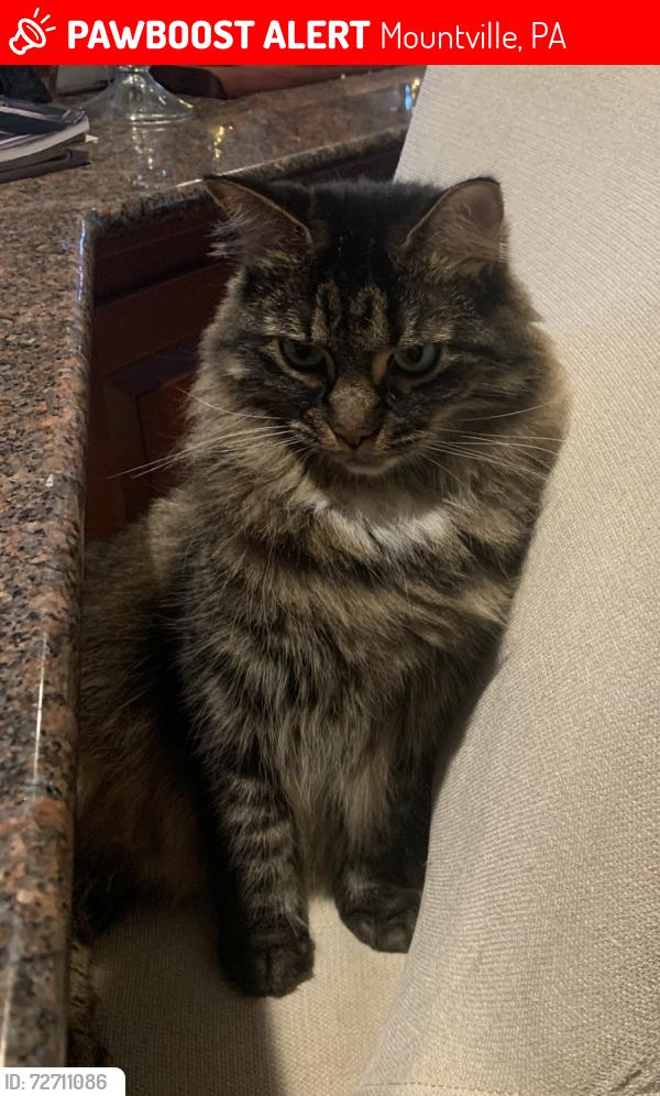 Lost Female Cat last seen Wynwood drive and Central Manor Road , Mountville, PA 17554