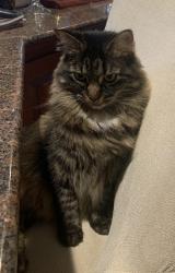 Lost Female Cat last seen Wynwood drive and Central Manor Road , Mountville, PA 17554