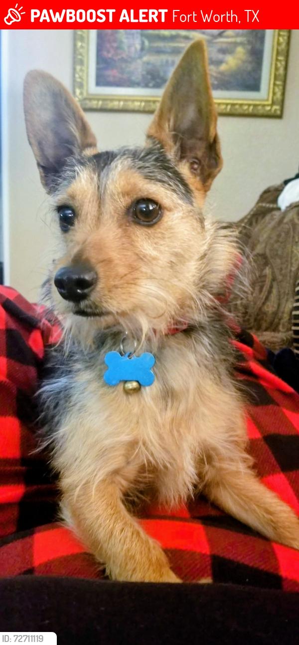 Lost Male Dog last seen Sheffield and trimble , Fort Worth, TX 76134