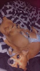 Lost Female Dog last seen Missouri , Clearwater, FL 33756