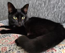 Lost Female Cat last seen Dereham road aldi, Norfolk, England NR5