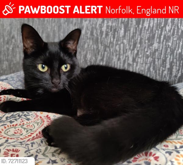 Lost Female Cat last seen Dereham road aldi, Norfolk, England NR5
