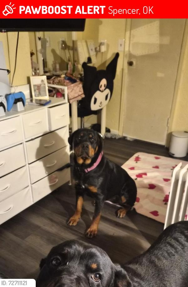 Lost Female Dog last seen Spencer Rd, Spencer, OK 73084