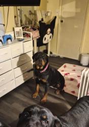 Lost Female Dog last seen Spencer Rd, Spencer, OK 73084