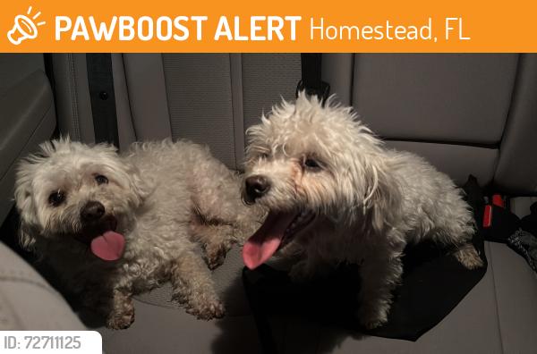 Found/Stray Unknown Dog last seen By the stop sign in sw 155th av, Homestead, FL 33030