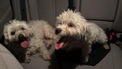 Found/Stray Unknown Dog last seen By the stop sign in sw 155th av, Homestead, FL 33030