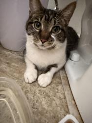 Found/Stray Unknown Cat last seen Oak highlands greenfield Indiana , Greenfield, IN 46140