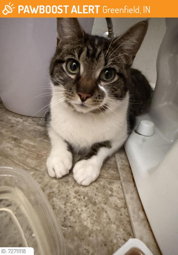 Found/Stray Unknown Cat last seen Oak highlands greenfield Indiana , Greenfield, IN 46140