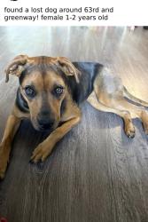 Found/Stray Female Dog last seen 63rd Ave and Greenway , Glendale, AZ 85306