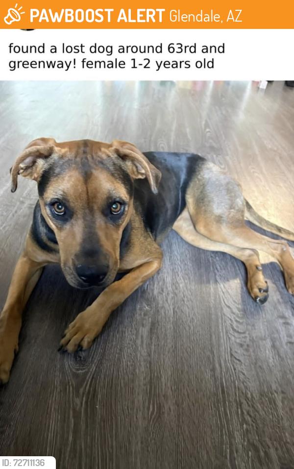 Found/Stray Female Dog last seen 63rd Ave and Greenway , Glendale, AZ 85306