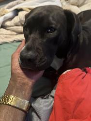 Lost Female Dog last seen S fox and Stanford , Englewood, CO 80110