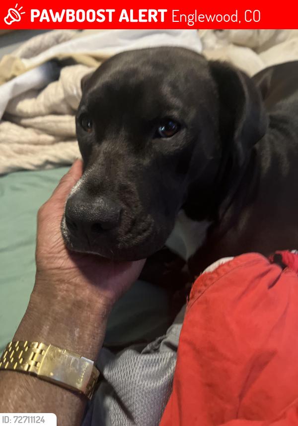 Lost Female Dog last seen S fox and Stanford , Englewood, CO 80110